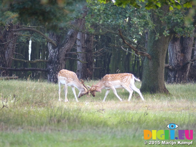 FZ019632 Fallow deer (Dama dama) locking antlers